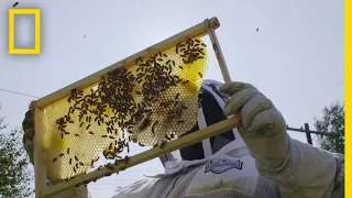 Detroit’s Urban Beekeepers are Transforming the City’s Vacant Lots | Short Film Showcase