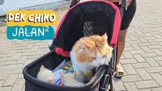 Dek Chiko, Cheysa & Chessi jalan². funny video cute cat animal trending viral kucing pet anjing dog