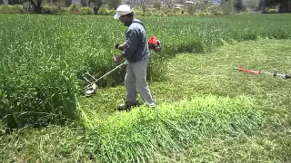 CORTE DE PASTO Y ALFALFA