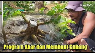 Cara  Program Akar dan Percabangan Bonsai Sancang bersama mas Agung Oi