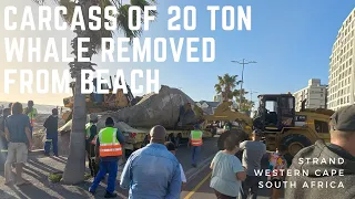 20 Ton Whale Carcass removed from beach in the Strand