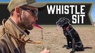 Teaching Sit with A Whistle - Retriever Training
