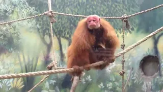 Cacajao calvus – Уакарі - bald uakari