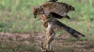 صقر يمزق ثعبان إلى أشلاء ! An eagle tearing a snake