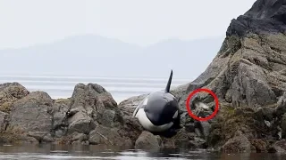 After This Orca Got Stranded, She Lay Crying For Hours But How Rescuers Responded Incredible