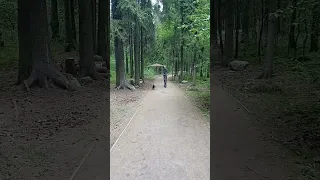как правильно выгуливать собаку
