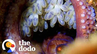 Mama Octopus Waits Patiently For Her Eggs To Hatch | The Dodo Wild Hearts