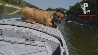 Собака - на лодке гоняка!!!) [Рыбачёв и Пёс НЕИЗДАННОЕ]
