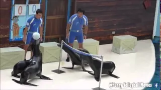 Sea Lions Playing Volleyball