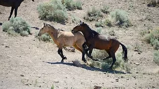 The Story of America's Wild Horses and Burros