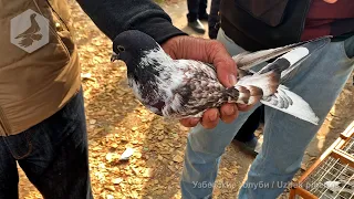 Птичий рынок г. Ташкент - ГОЛУБИ (13.11.2021) / Uzbek Pigeons / Usbekische tauben