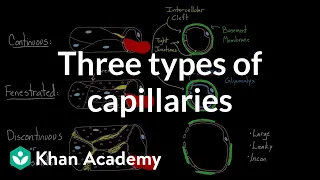 Three types of capillaries | Circulatory system physiology | NCLEX-RN | Khan Academy