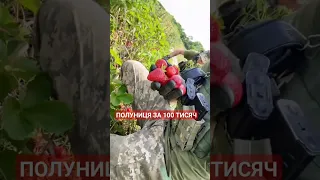 Захисники знайшли родовище полуниці