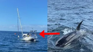 Footage Captures Orcas Attacking Boat - Crazy Footage!