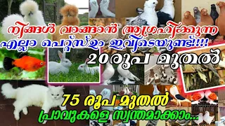 🤗20രൂപ മുതൽ💝Fancy Pigeon🔥Cat💥Hen😜Fish😻Birds🤍Low Rate pets sale kerala🙃Pets sale YouTube💫Birds Farm💞