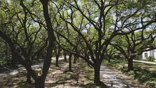 Pollen counts breaking records in Houston