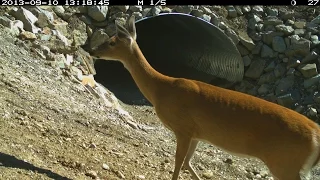 Helping Wildlife Cross the Road - Kootenay National Park