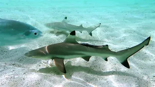 Snorkeling Raja Ampat. Misool Eco Resort Ranger Station, Pulau Yillet . Indonesia. November 2022