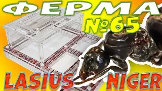 Заселение муравьёв Lasius Niger в формикарий Direct