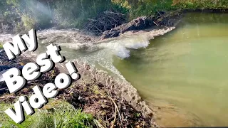 BEST BEAVER DAM REMOVAL EVER!