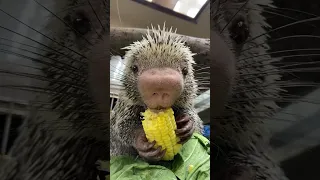 Rico eating corn - Cincinnati Zoo #shorts