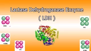 Lactate dehydrogenase enzyme    ( Clear Over View )