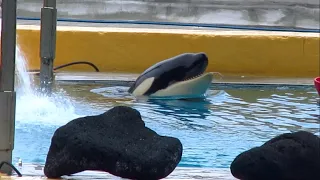 Ula in the medical pool — Loro Parque