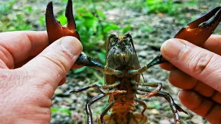 Them Pesky Crays. Crayfish Catch Clean and Cook. UK Crayfishing. #SRP #crayfish #crawfish #crawdads