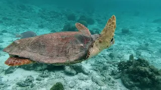 4K Underwater footage