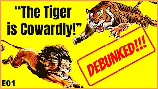 "The Tiger is Cowardly!" - Pro Lion Argument DEBUNKED!!!