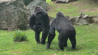 Gorilla Family   06/17/2023