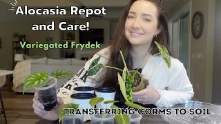 Transfer Alocasia Corms from Fluval to Soil | Repotting my Variegated Alocasia Frydek | Care Tips!