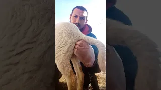 المشخص في البيطرة: كيفية أخد عينة من البراز (البعر) غير متلوثة من خروفة taking a faecal sample lamb