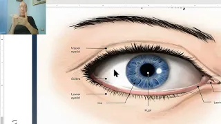 Introduction to anatomy for paramedical students (Eye) ,  by Dr, Wahdan