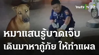 ทึ่ง! หมาหลงทางบาดเจ็บ เดินกะเผลกมาหากู้ภัย | 11 ม.ค. 67 | ห้องข่าวหัวเขียว