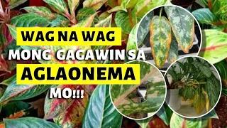 KAYA PALA NANLALAGAS ANG DAHON NG AGLAONEMA NATIN!