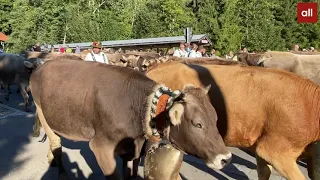 Viehscheid in Obermaiselstein mit 1.235 Tieren!