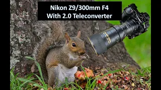 Nikon Z9 with 300mm F4 and 2.0 Teleconverter