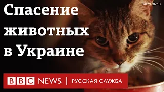 Животные в Украине: как зооволонтеры помогают брошенным питомцам во время войны