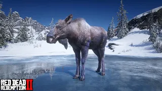 Western Moose Spawn Location #1 - Cairn Lake | RDR2