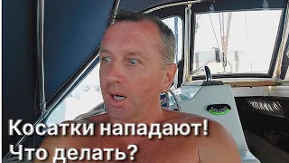 Как обезопасить свою яхту от нападения косаток?