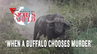 When a Buffalo Chooses Murder_Full Buffalo Charge_TWSA_0910