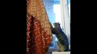 Кошки - Отчаянные Домохозяйки и Кот Помогатор Спешат Вам Помочь | Domestic cats, Funny cats