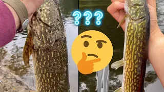 Pike or Pickerel? (Fishing Massachusetts Fall Transition) #shorts