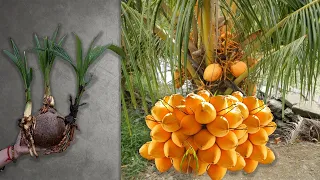 Unbelievable Way to Make Coconut Trees Grow 3X Faster! | How to grow a coconut tree