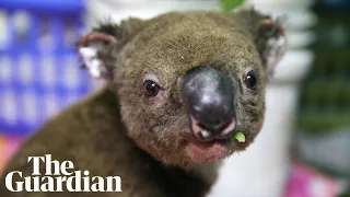 Almost 3 billion animals affected by Australian bushfires