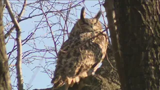 Flaco the escaped Central Park Zoo owl can remain in the wild