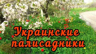 Харьковские дворики в апреле. Всё утопает в цветах. 18 апреля 2024.