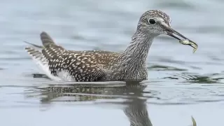 Identifying Shorebirds