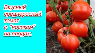 Урожайный среднерослый томат с "носиком" -